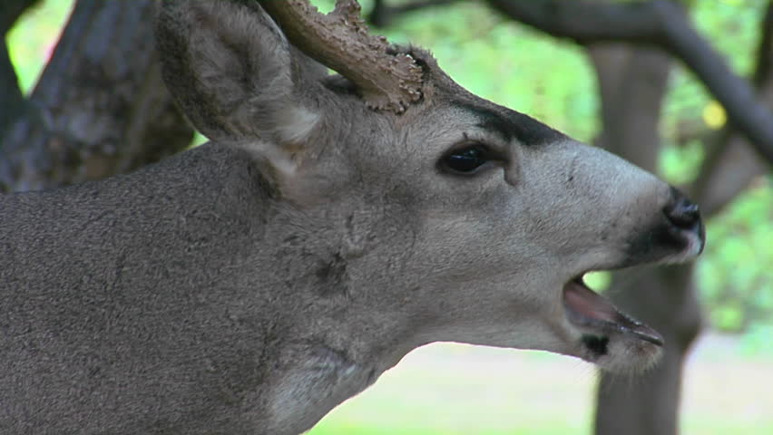 A buck mule deer licks his mouth as he chews some food.