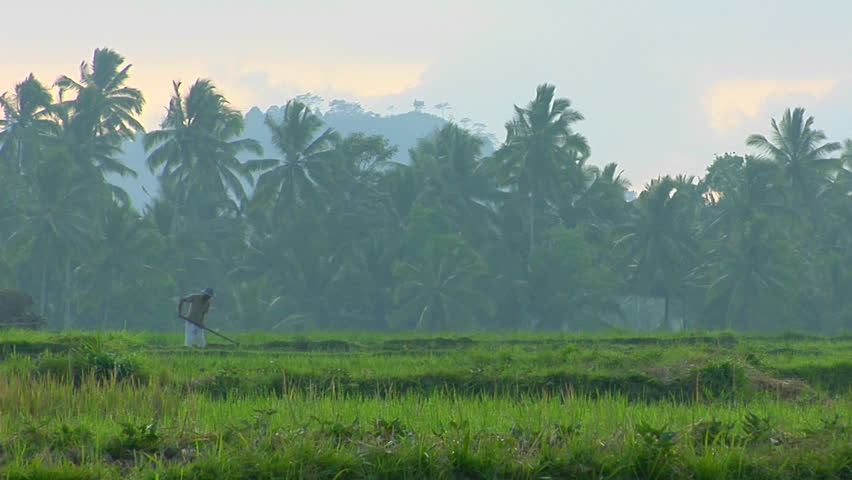 A man plows a field with a water buffalo in the rice paddies of Bali, Indonesia