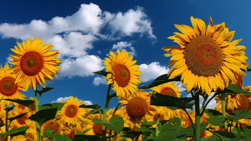 flowering sunflowers on a background cloudy sky