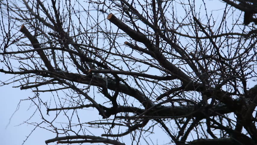Bare tree branches in winter time
