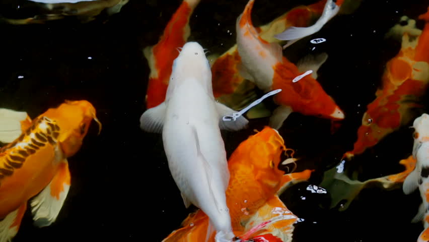 Beautiful Golden Koi Fish In The Fish Ponds Stock Footage ...