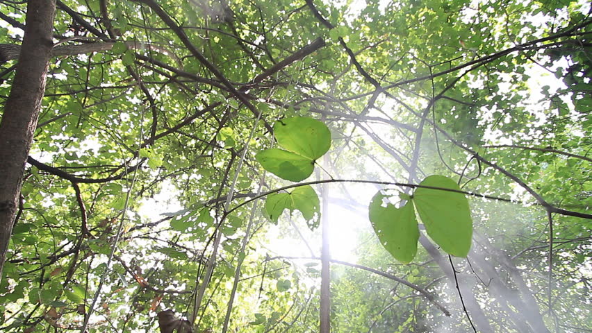 Tropical forests in Asia, Thailand