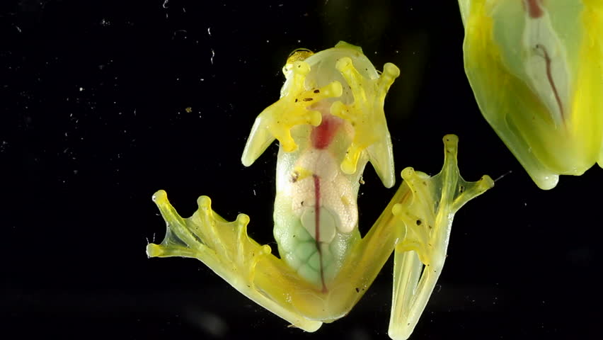 Glass Frog (Hyalinobatrachium sp.). Underside viewed through glass. Frogs of this genus are transparent and their internal organs can be seen. Note eggs in lower abdomen.