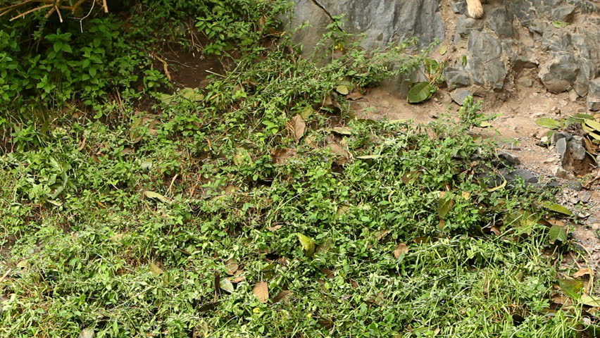 Adult male cougar crossing the scene.