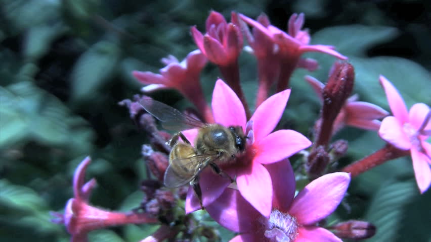 Bee Pollinating Flower