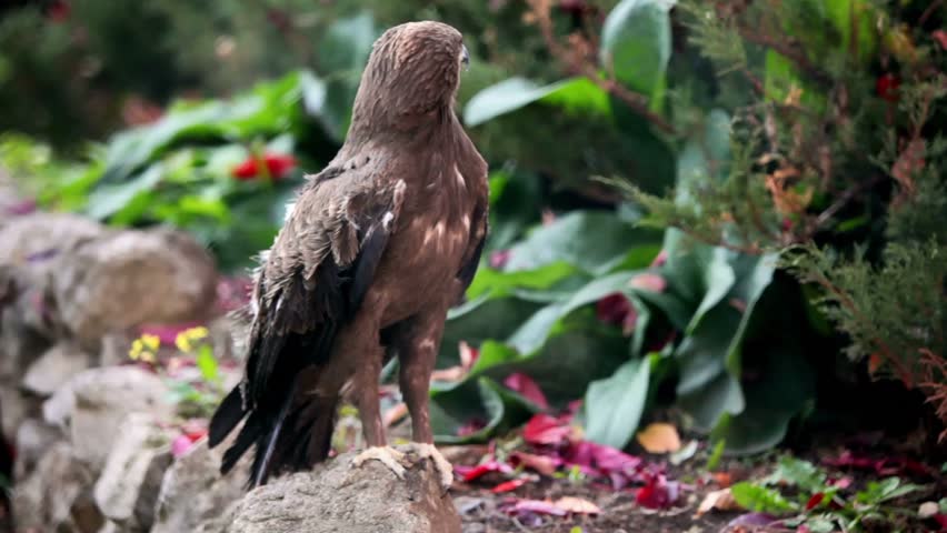 Predatory bird hawk sits on stone in zoological garden