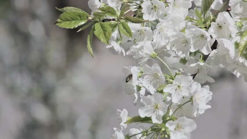 pollination in spring time