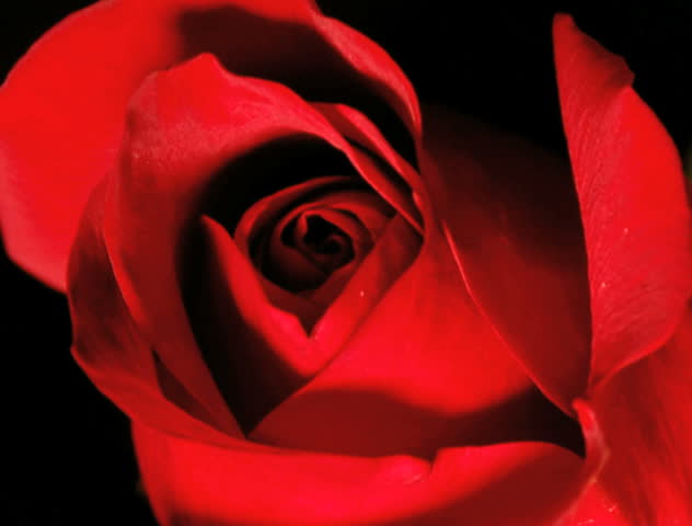 rose opening time lapse with smooth camera rotation