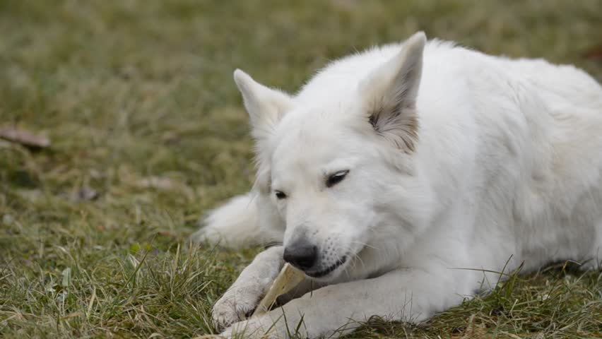 dental care
White Swiss Shepherd eats an ear of the cattle 
