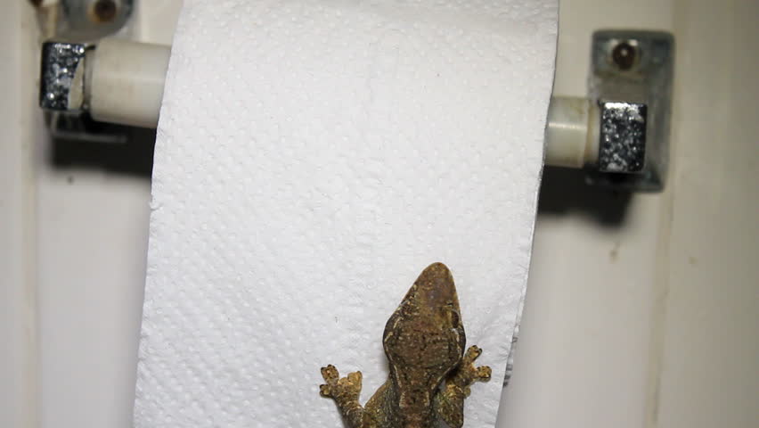 Turnip-tailed gecko (Thecadactylus solimoensis on a toilet roll