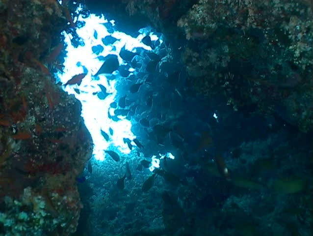 underwater diving video