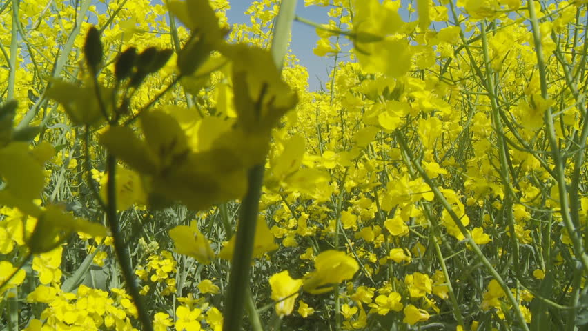 animals perspective through rape field