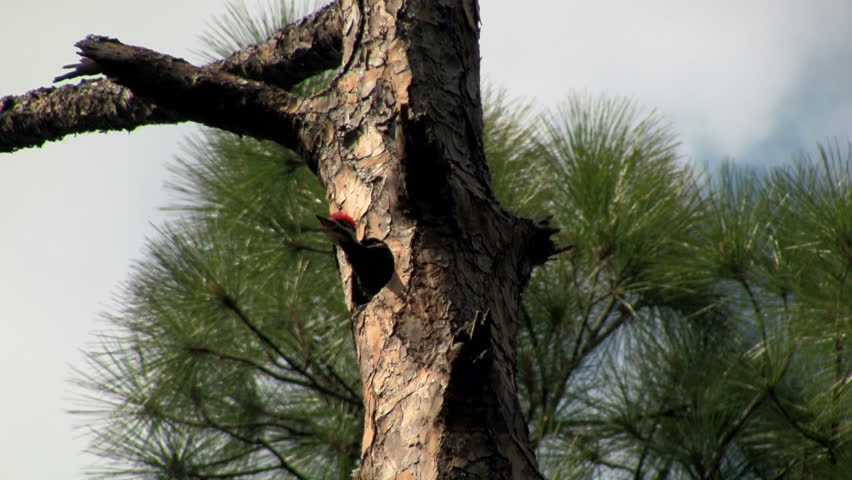 woodpeckers pecking wood