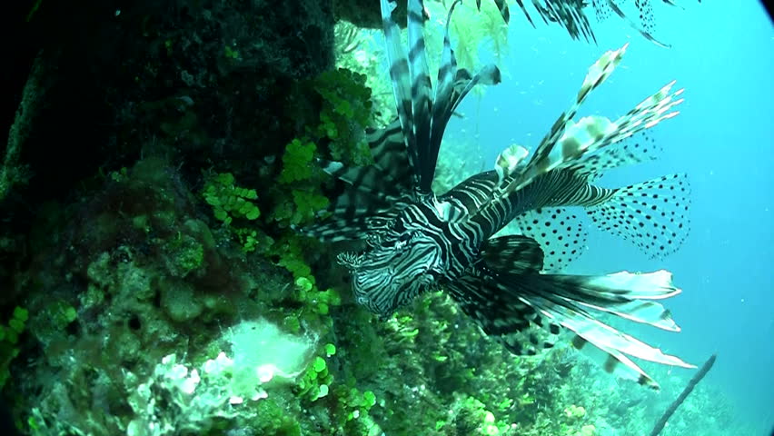 lion fish swimming in the deep blue sea