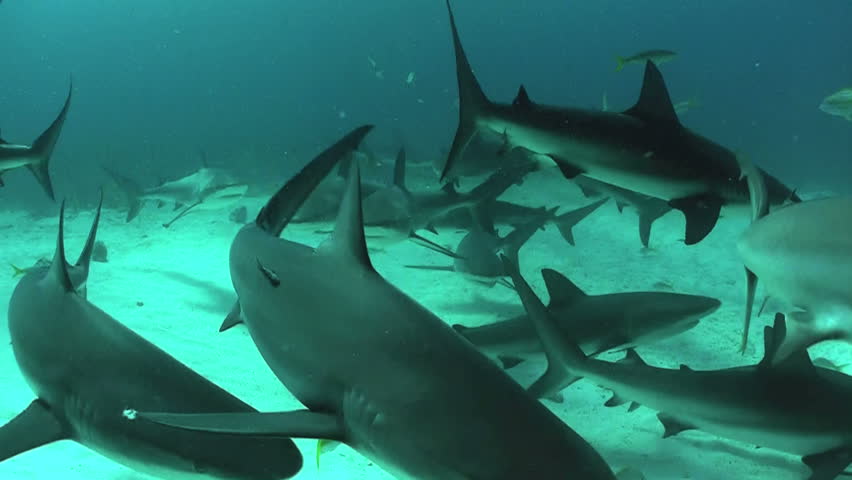 sharks in the ocean
