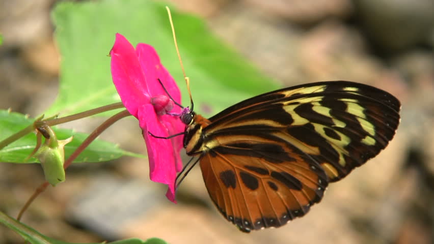 Ithomine  butterfly Feeding on a flower In the Ecuadorian Amazon