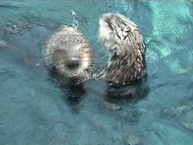 Couple of otters playing in the water