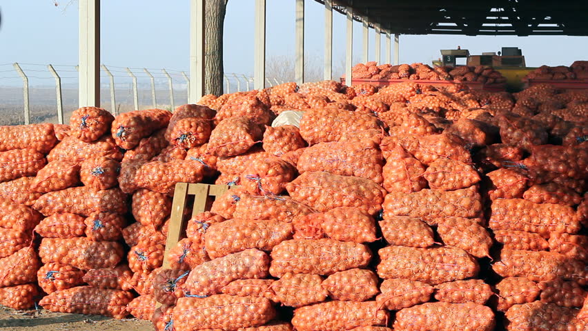 Farmers carrying onion mash bags in agricultural warehouse.
