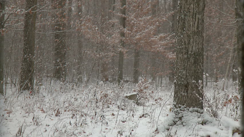Snowfall accumulates on fall leaves, bare branches and forest floor