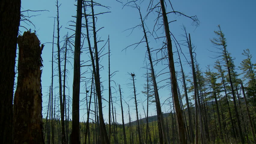 Springtime swamp in upstate New York