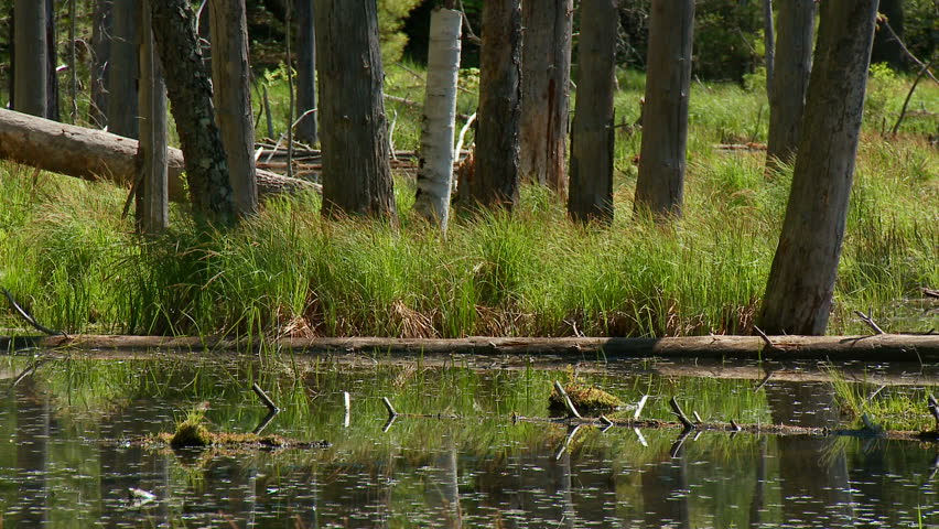 Springtime swamp in upstate New York