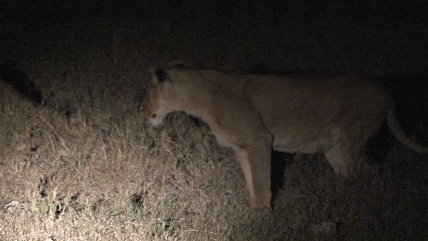 lion cub annoying mother lion in the Masai Mara, Kenya