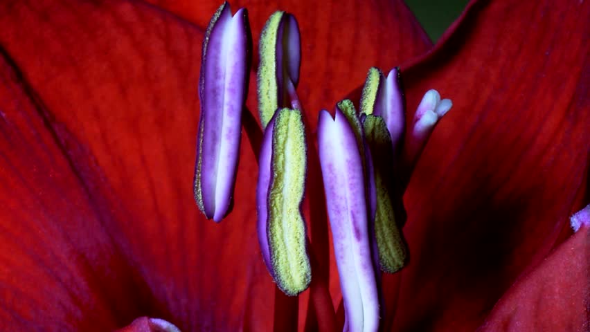 Pistil of an Amaryllis opening in Timelapse