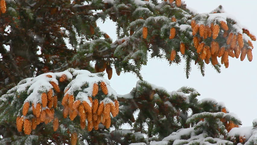 snow-covered fir with cones and snow