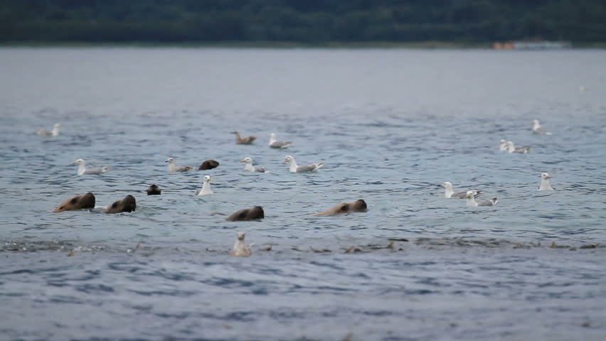 Sea lion, seals, otters and seagulls swimming and surrounding a school of salmon ready to enter a river to spawn.  Annual salmon spawn run where millions of salmon fish groups together in schools.