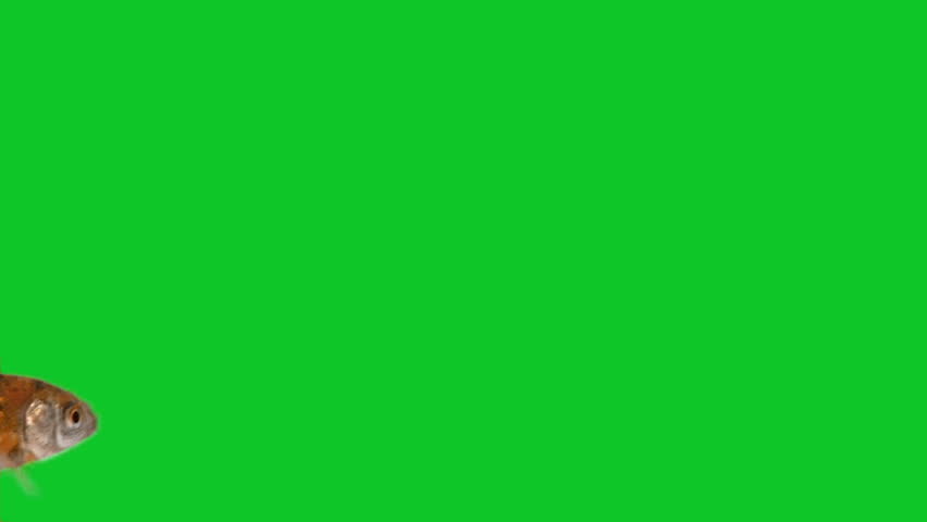fish swimming in front of green screen