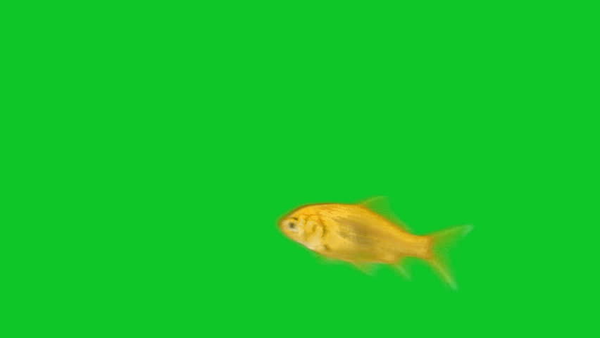 yellow fish swimming in front of green screen