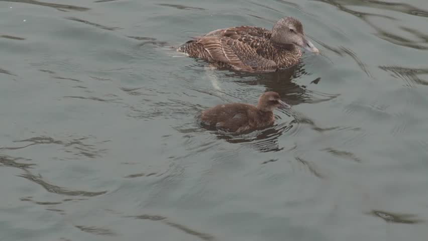 eider duck