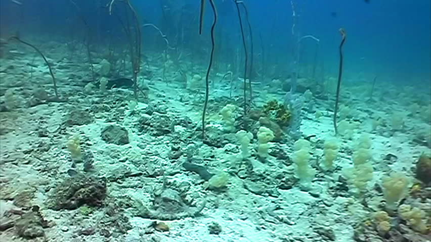 diving through sea bed and corals