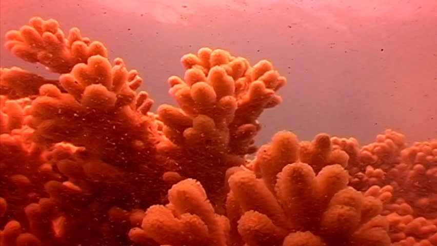 orange anemone swaying underneath the deep sea, phylum Cnidaria