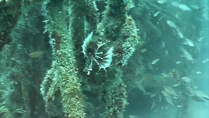 lion fish swimming among a shipwreck 