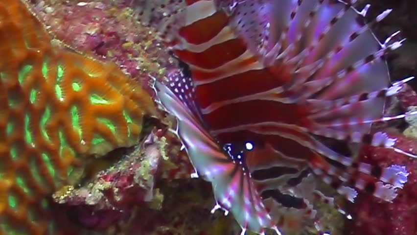 lion fish swimming among the corals 