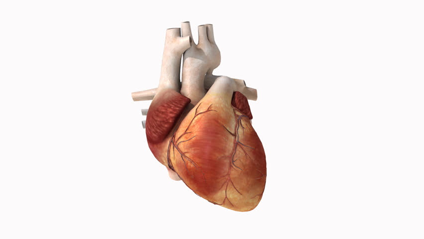 3D Render Of A Beating Human Heart Stock Footage Video 14204666
