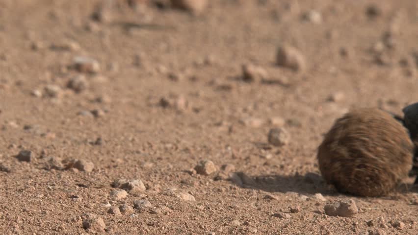 Bug walking with dung