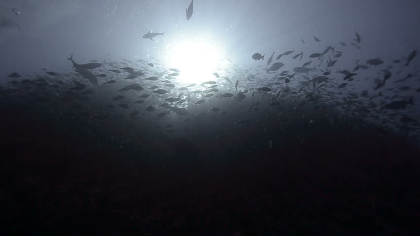 Large school/shoal of Long-nose parrot fish. This species of fish only gathers in these numbers for one to two weeks during the breeding season. Good footage to depict an abundant marine ecosystem.;