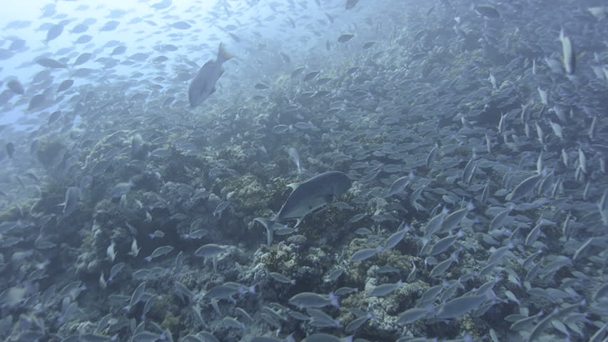 Large school/shoal of Long-nose parrot fish. This species of fish only gathers in these numbers for one to two weeks during the breeding season. Good footage to depict an abundant marine ecosystem.;
