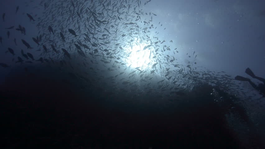 Large school/shoal of Long-nose parrot fish. This species of fish only gathers in these numbers for one to two weeks during the breeding season. Good footage to depict an abundant marine ecosystem.;