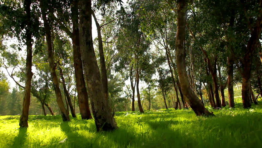Right to left slider dolly move along a green forest floor showing the sun coming through the branches of the forest trees. In the Mount Tabor region of Israel.
