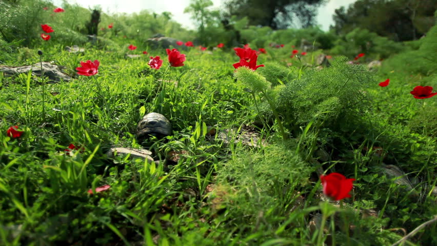 Slider dolly move right to left of a tortoise (Spur-thighed, or Greek tortoise) crawling along the forest floor through grass and red flowers in the Mount Tabor region of Israel.  