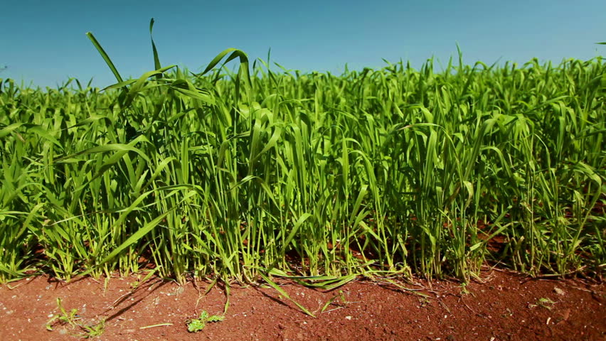Low angled slider dolly move across a young, bright green wheat field in Israel. The vibrant colors--brown soil, green crops, and blue sky contrast wonderfully.