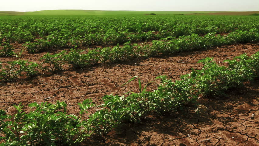 Dolly shot from left to right across a green cultivated bean field planted in dry, cracked soil in Israel.