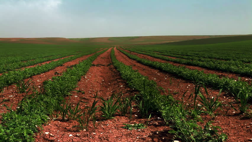 Wide static shot of rows of green cultivated bean plants,  planted in rows in the dry, cracked soil of Israel.
