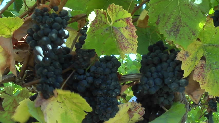 MONTEREY COUNTY, CALIFORNIA - CIRCA 2009: Handpicking wine grapes during harvest.