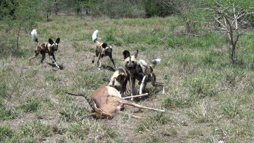 Wild dogs with impala kill