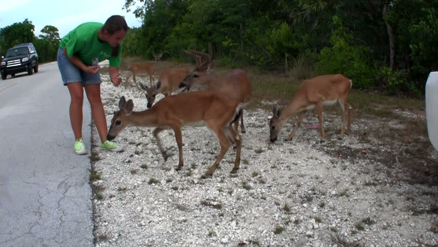 FLORIDA - CIRCA 2009: Visitors pet white tail deer circa 2009 in Florida. Florida deer are also a major prey species for the endangered Florida panther. As a consequence, deer have been the object of much management, research, and controversy. 