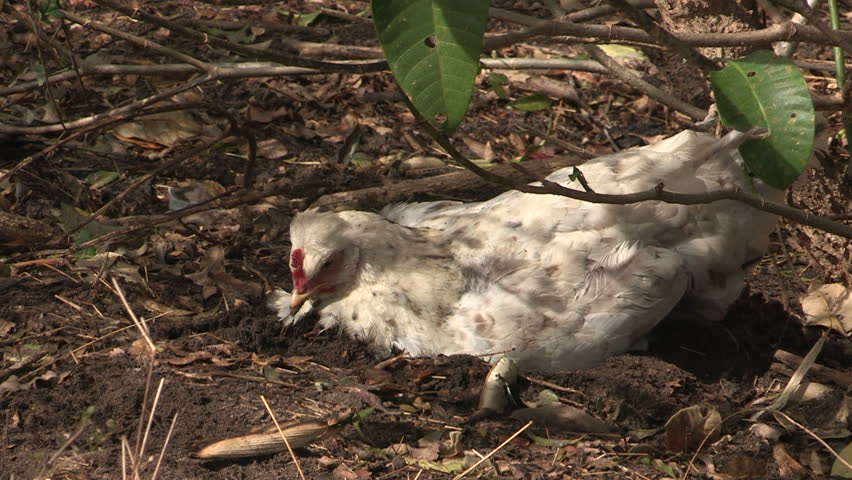 White chicken having a sand bath
